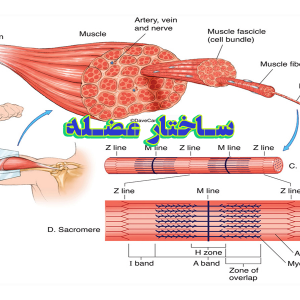 پاورپوینت ساختار عضله