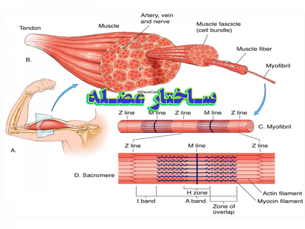 پاورپوینت ساختار عضله