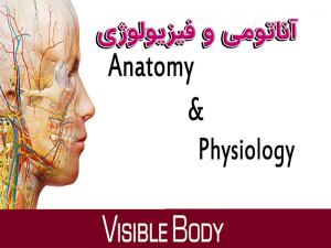 آناتومی و فیزیولوژی 300x225 - تحقیق آناتومی و فیزیولوژی