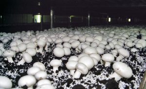 کارآفرینی پرورش و کشت قارچ 300x183 - پروژه کارآفرینی پرورش و کشت قارچ
