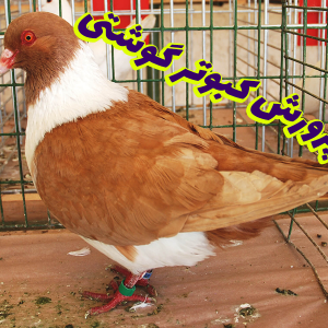پرورش کبوتر گوشتی 300x300 - سبد خرید