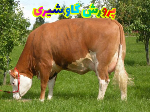 پرورش گاو شیری 300x225 - پاورپوینت پرورش گاو شیری