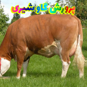 پرورش گاو شیری 300x300 - سبد خرید