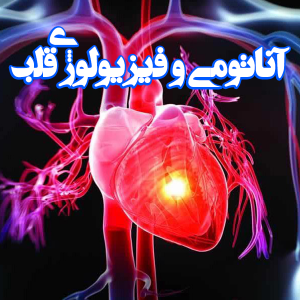 آناتومی و فیزیولوژی قلب 300x300 - سبد خرید