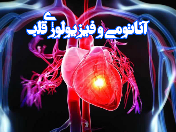 پاورپوینت آناتومی و فیزیولوژی قلب